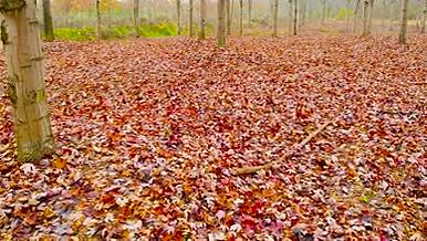 4K低空航拍秋天风景枫树林落叶视频的预览图